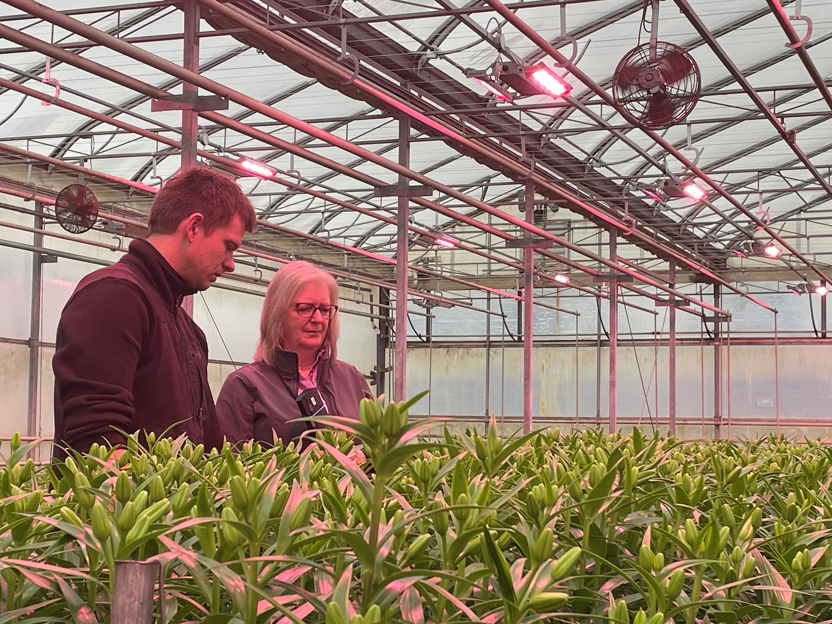 B&G Visscher growers among the lily crop under TriPlane Linear SQ LED top lighting