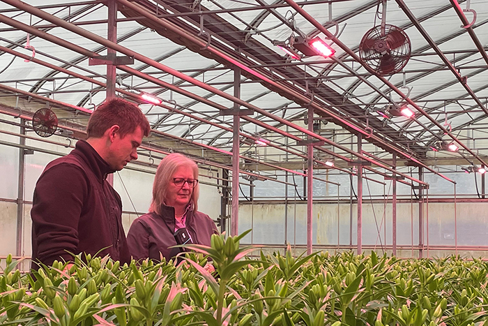 Two people stand in a greenhouse, examining plants illuminated by red LED lighting for floral crops.