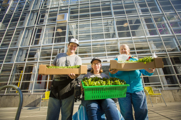 Three growers holding boxes of fresh lettuce outside a glass greenhouse