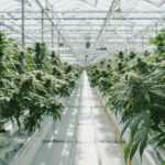 Pure Sunfarms