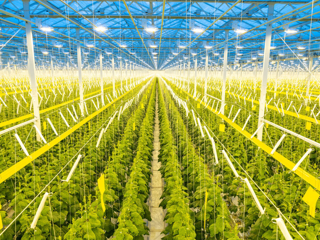 A vast indoor hydroponic greenhouse at Big Marble Farms thrives with rows of green plants under blue-tinted ceilings and artificial lighting.