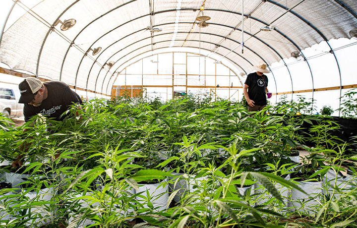 Two people tending to plants in the Hawgs Hemp Farm greenhouse, surrounded by lush green foliage.