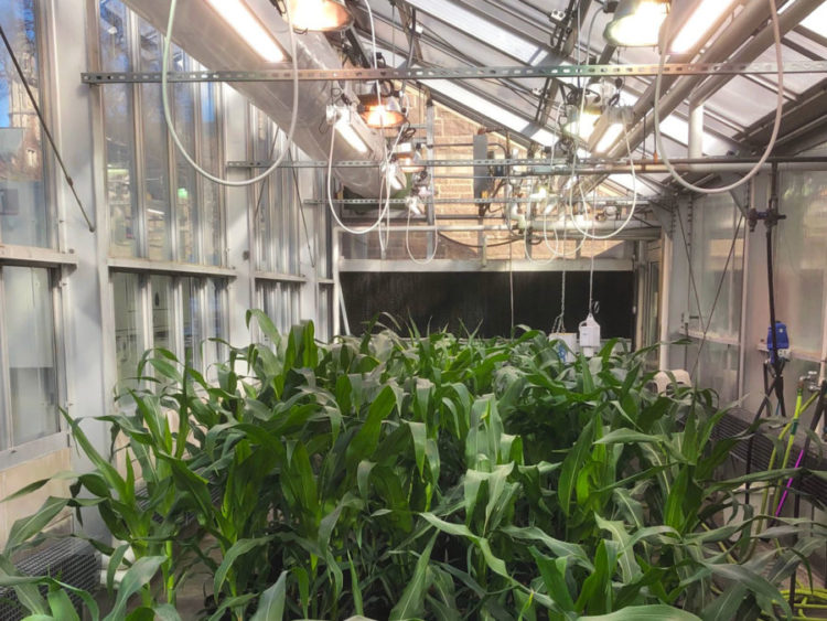 Corn plants growing under supplemental lighting in a research greenhouse