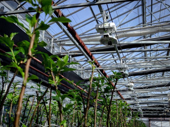 Young plants growing under an overhead irrigation boom in a greenhouse