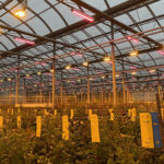 Eurosa Farms