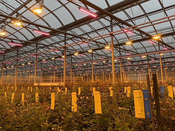 Bright and thriving under overhead lights and pink LED strips, the interior of Eurosa Farms greenhouse showcases rows of lush plants adorned with yellow tags, embodying a seamless blend of nature and innovation.