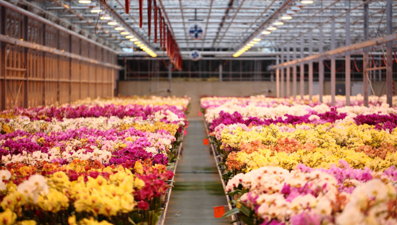 Inside the Green Circle Growers spacious greenhouse, rows of vibrant orchids in various colors flourish beneath a stunning glass ceiling.