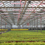 Greenbelt Organic Greens