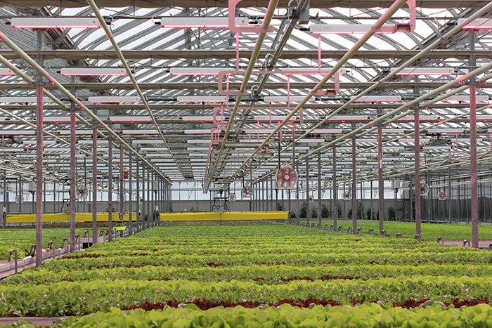Interior of a greenhouse with rows of organic greens under a glass roof, featuring hanging lights and ventilation fans.