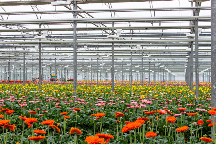 Greenhouse filled with flowering gerbera daisies in orange, pink, and yellow