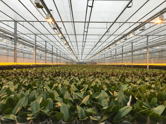 Young orchids under lights