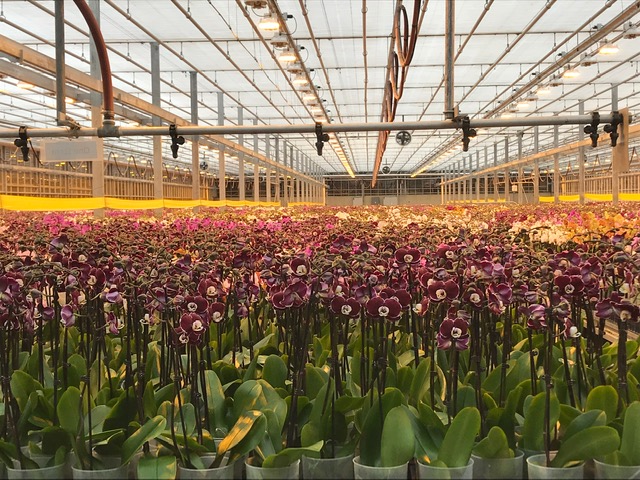 Orchids ready to be shipped at Green Circle Growers