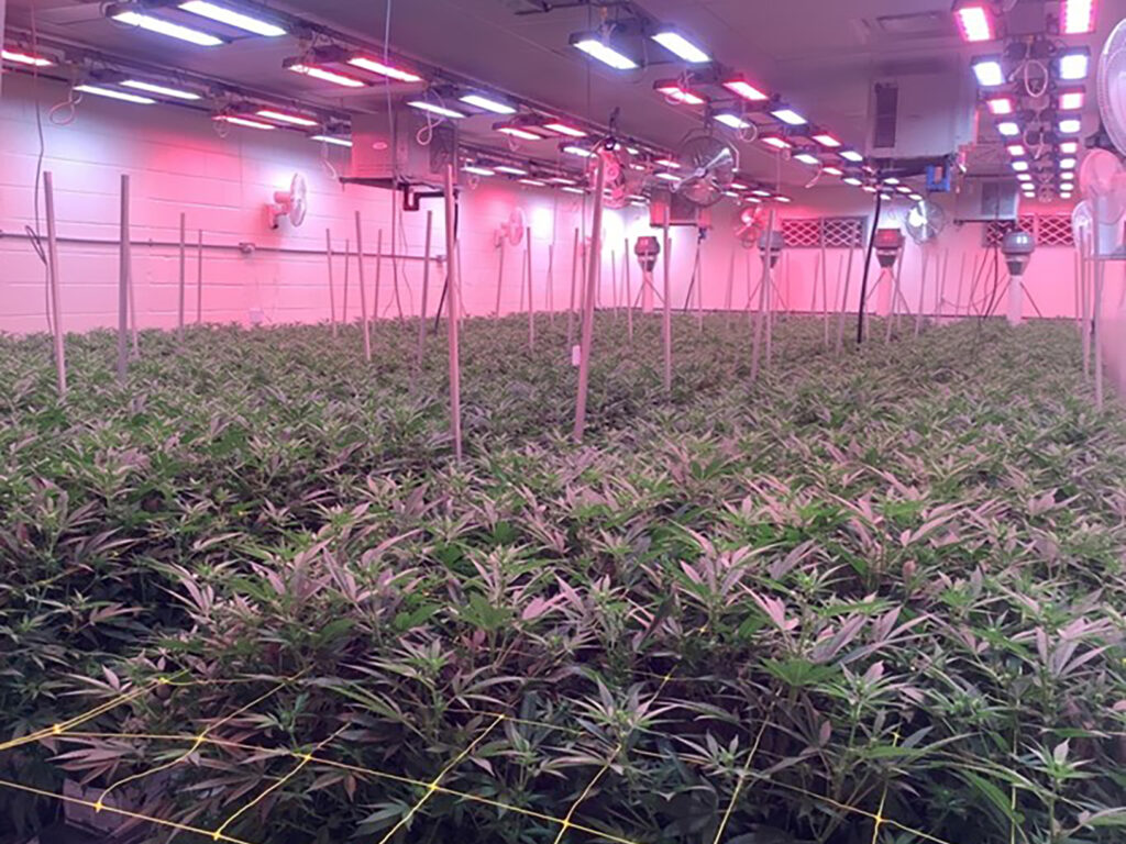 Cannabis plants flowering under pink grow lights in an indoor facility