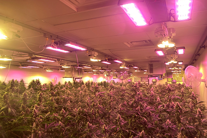 Indoor cannabis canopy under mixed pink LED and HPS lighting