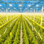 Big Marble Farms