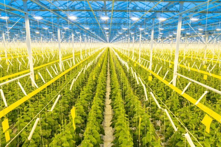 Inside Big Marble Farms expansive greenhouse, rows of lush green plants thrive under vibrant yellow lights, all beneath a blue-tinted glass ceiling.