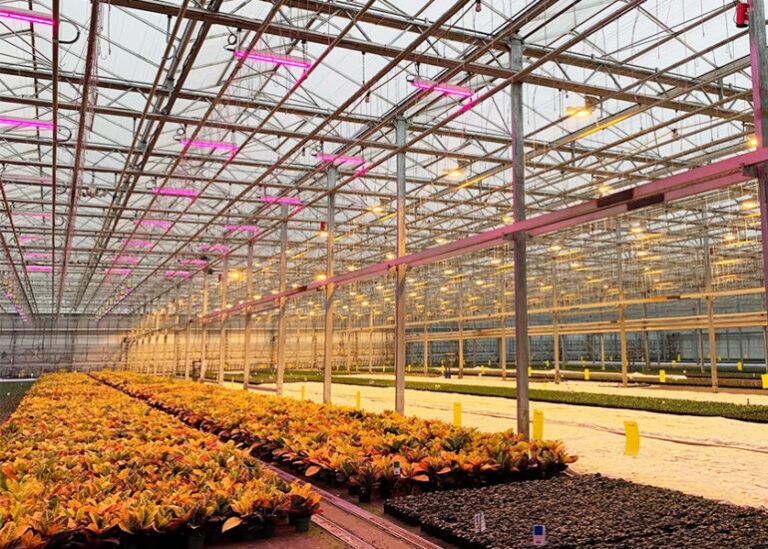 Rows of potted plants under pink LED grow lights at Meyers Fruit Farm greenhouse