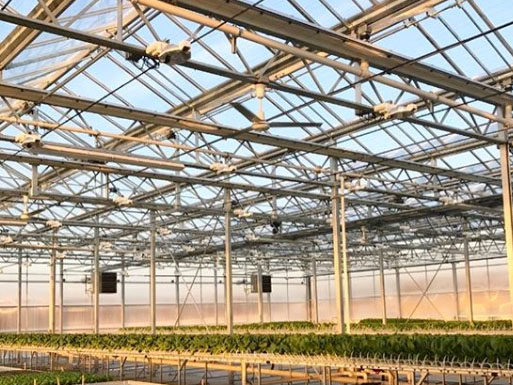 Interior of a wide greenhouse with young seedlings and overhead structure