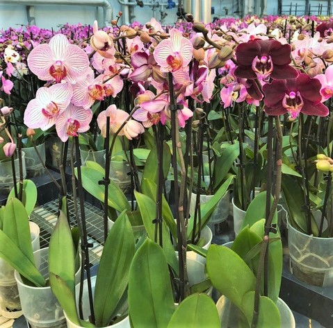 Orchids waiting to be shipped at Green Circle Growers