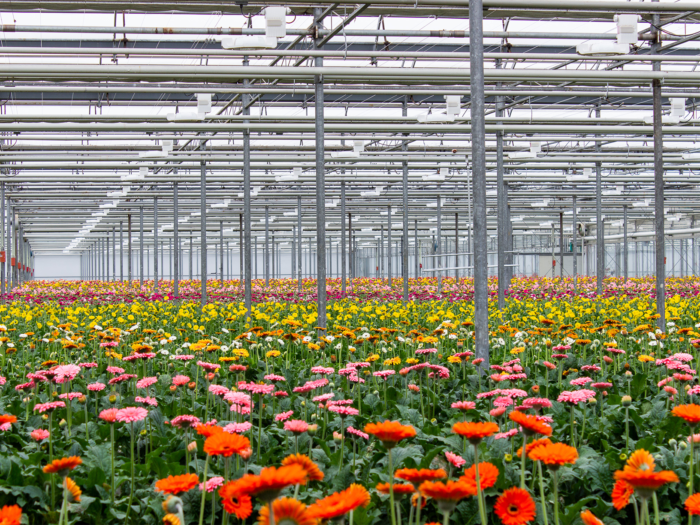 Greenhouse full of flowering gerbera daisies in mixed colors