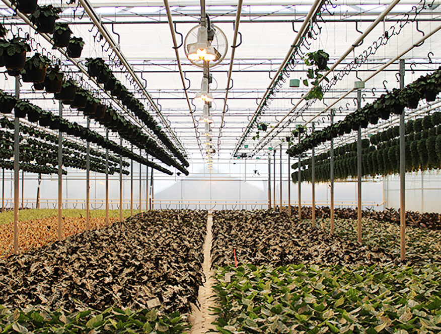Rows of hanging basket plants under HPS lighting at Rainbow Greenhouses