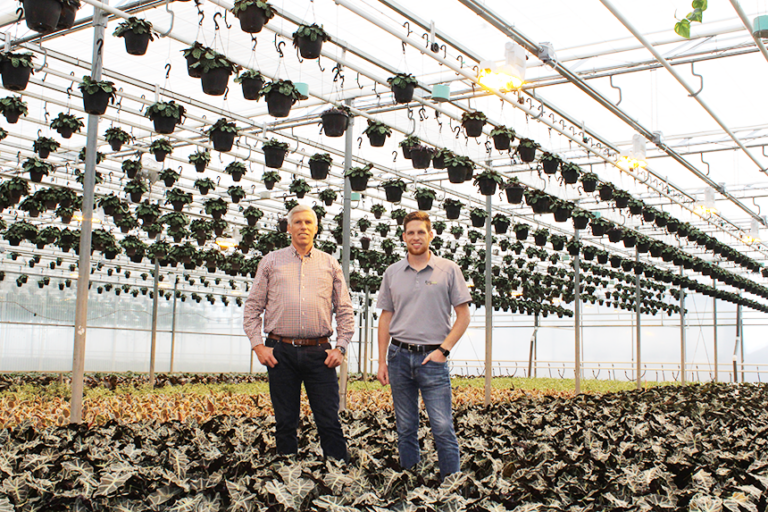 Empty greenhouse benches under purple LED grow bars