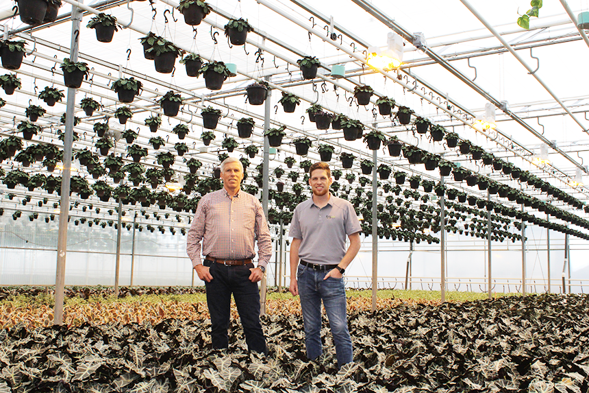 Empty greenhouse benches under purple LED grow bars