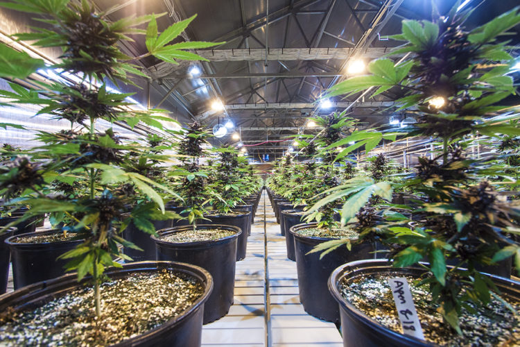 Rows of potted cannabis plants thrive under bright overhead lights in the greenhouse at Buffalo Skull Ranch, their green leaves reaching toward the metal structures above.