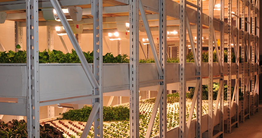 Experience the future of agriculture with Aqua Greens, an innovative indoor vertical farming setup boasting multiple shelves loaded with thriving plants nurtured under state-of-the-art artificial lighting.