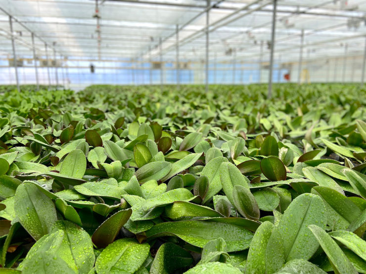 Close-up of young orchid seedlings filling a greenhouse bench
