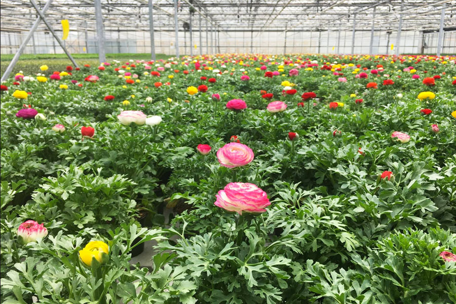 Burnaby Lake Greenhouses boasts a vibrant collection of blooming ranunculus flowers in pink, red, yellow, and white, all nestled amid lush green foliage beneath a sturdy metal framework.
