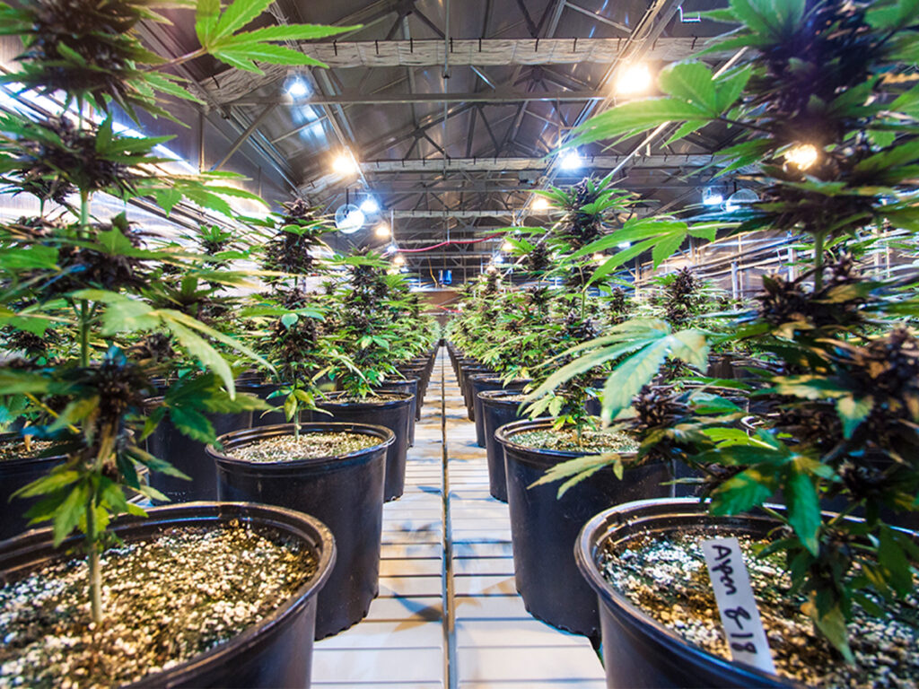 Rows of cannabis plants in pots flourish under bright lights at Buffalo Skull Ranchs indoor greenhouse.