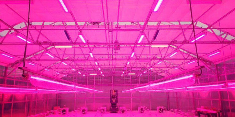 Cannabis plants flowering under greenhouse lighting with yellow sticky traps