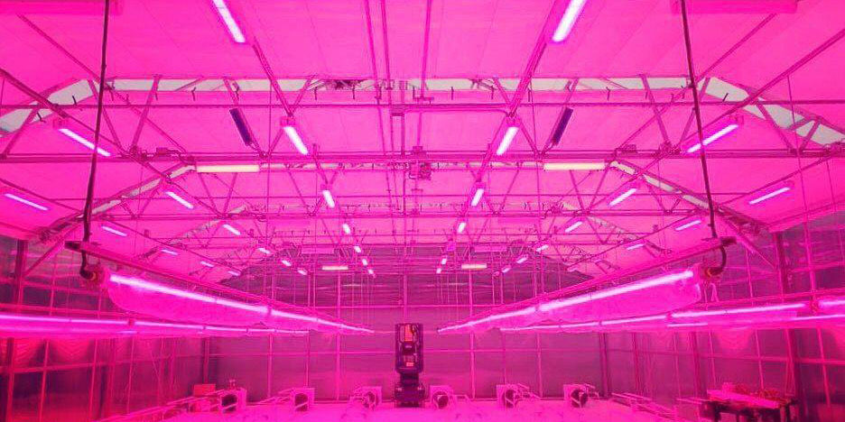 Cannabis plants flowering under greenhouse lighting with yellow sticky traps