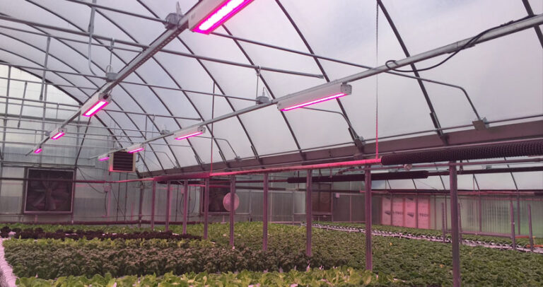Inside the Degoede greenhouse, rows of leafy greens thrive beneath pink LED lights, their vibrant colors highlighted by the transparent arched roof structure.