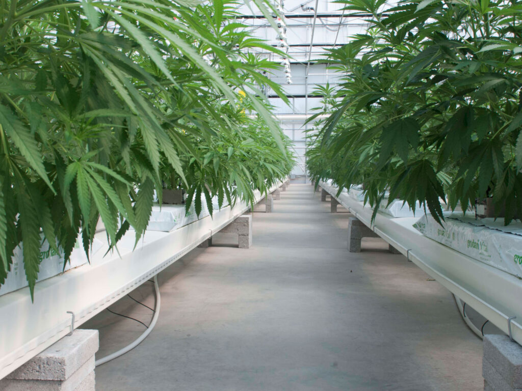 Aisle between benches of young cannabis plants in a greenhouse