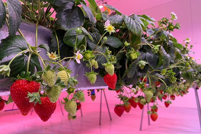 Strawberry plants growing in a greenhouse, with ripe red strawberries and unripe green ones, under artificial pink lighting.
