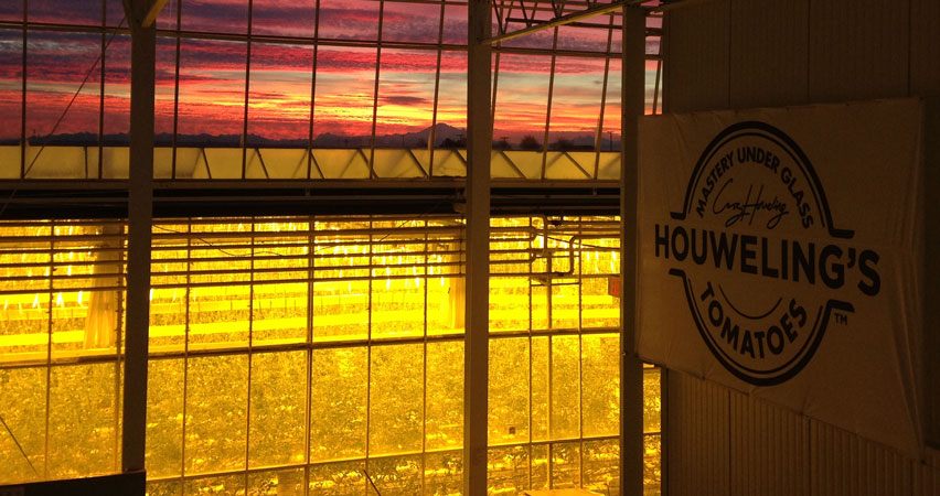 At sunset, the vibrant sky casts a warm glow over Houwelings Tomatoes greenhouse. The illuminated interior, with its large windows, showcases the bustling heart of Houweling’s innovative facility beneath the distinct company sign.