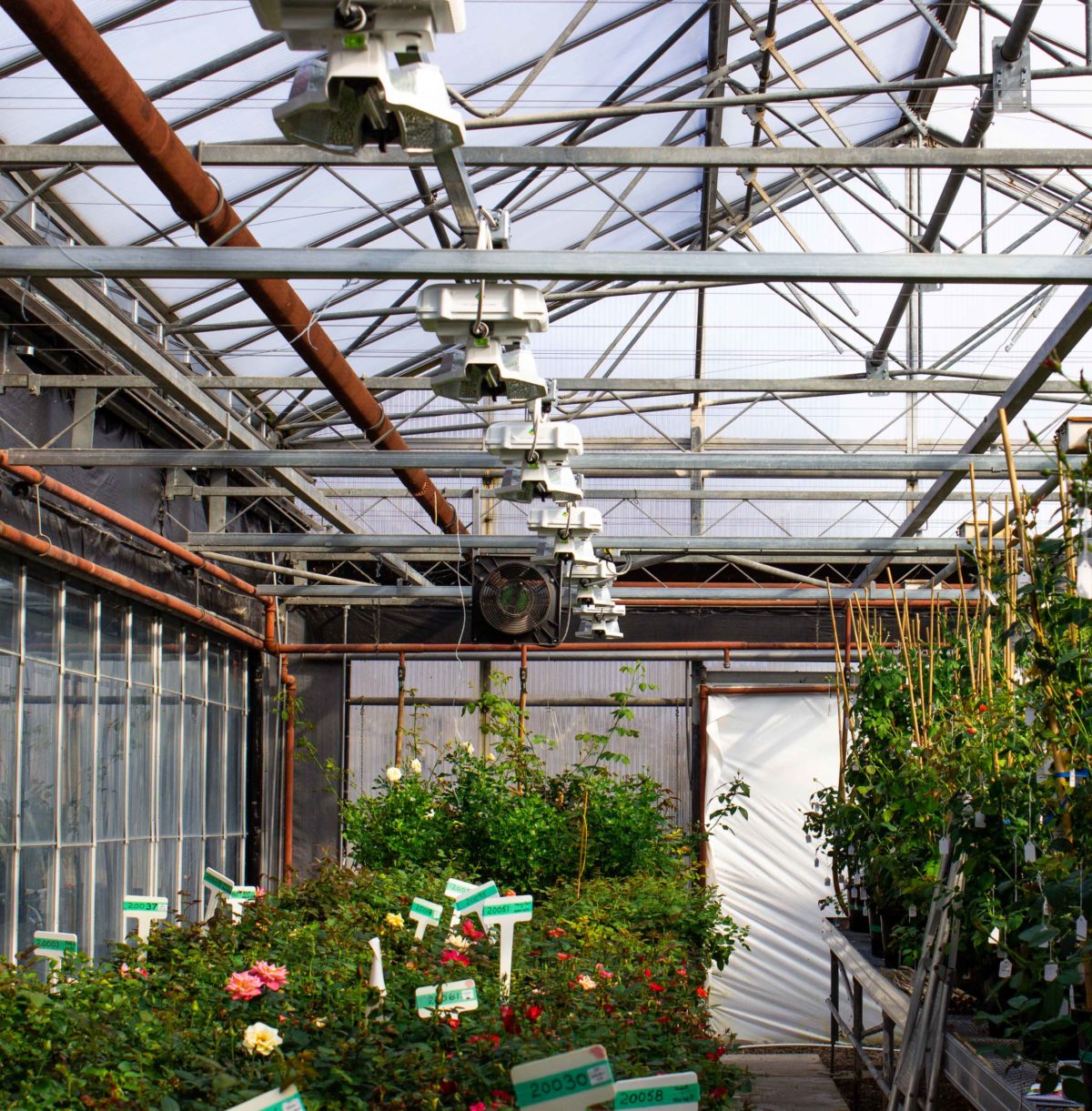 NXT-Lp hanging above roses