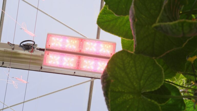 PARfx Ultra LED fixture glowing pink above cucumber foliage in a greenhouse