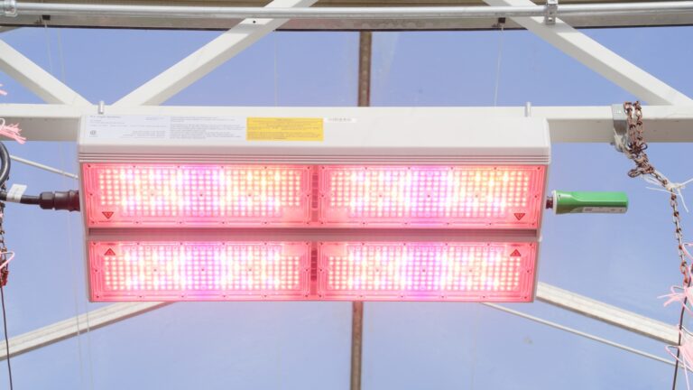 PARfx Ultra LED fixture glowing pink, mounted on a greenhouse truss