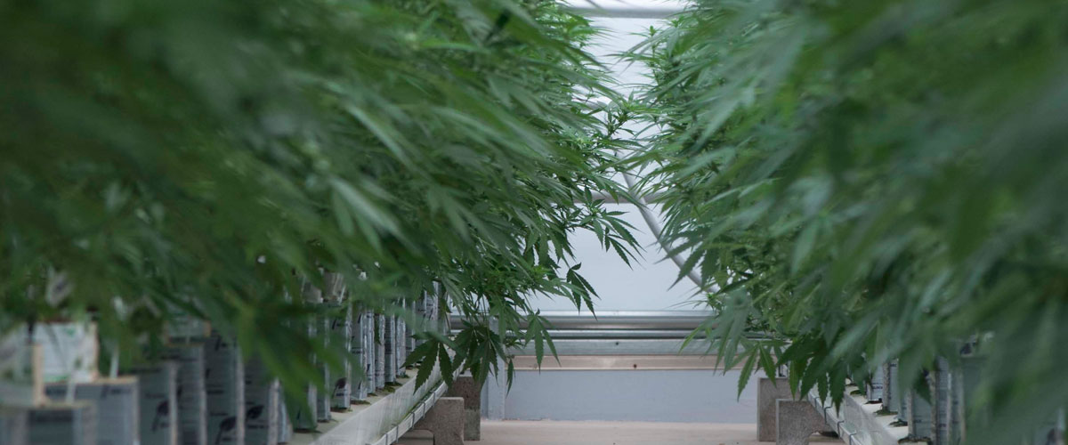 Isle view of cannabis crop
