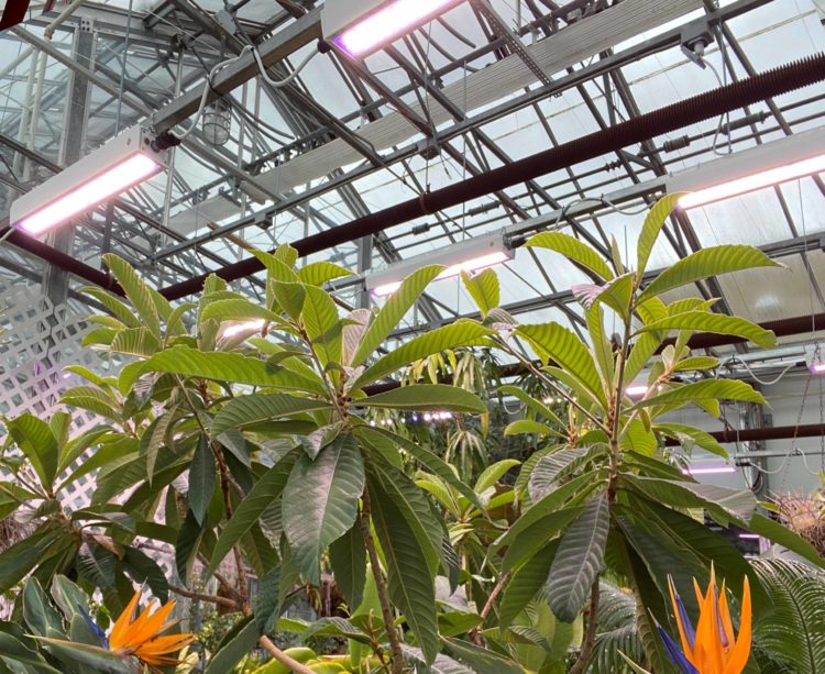Loquat and bird-of-paradise plants under LED grow bars in a greenhouse