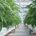 Redecan