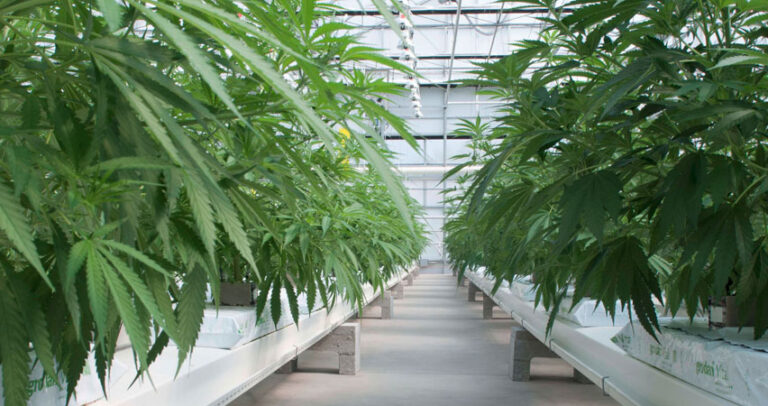 Aisle between rows of cannabis plants growing under greenhouse glass