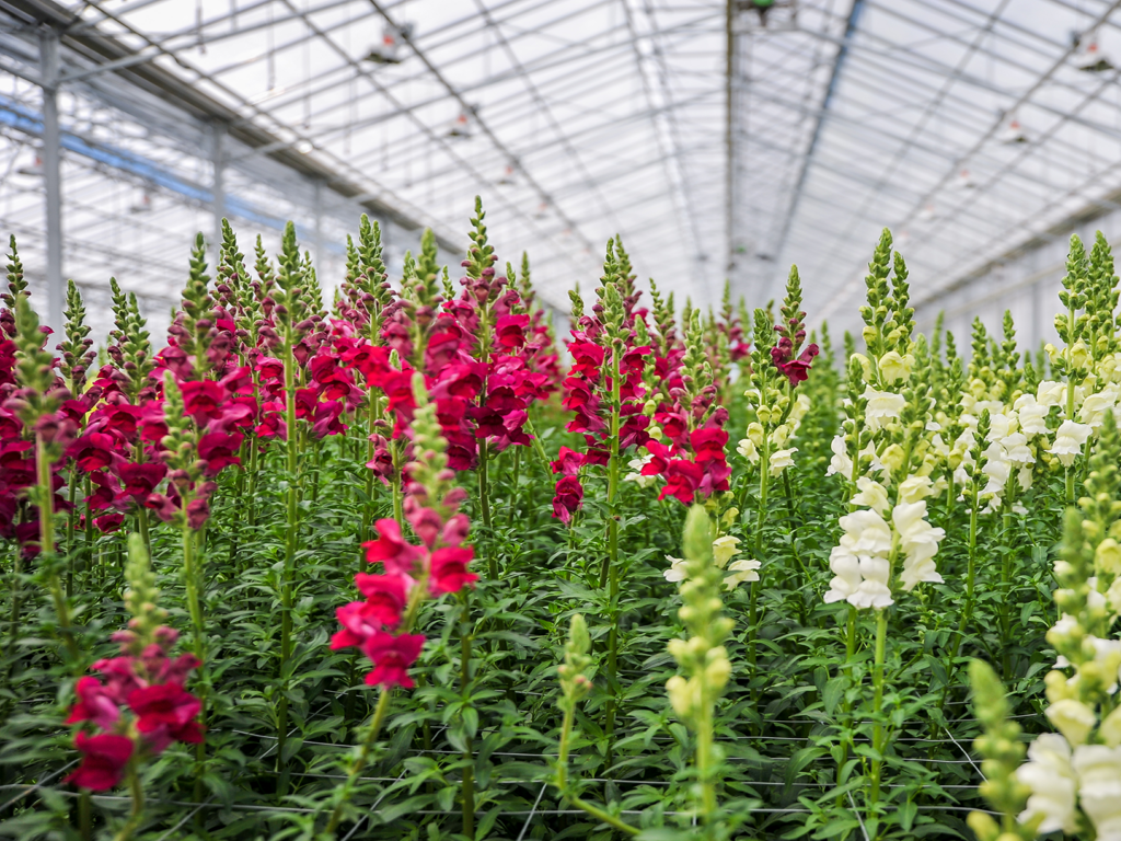 Rows of red and white snapdragons flowering in a greenhouse