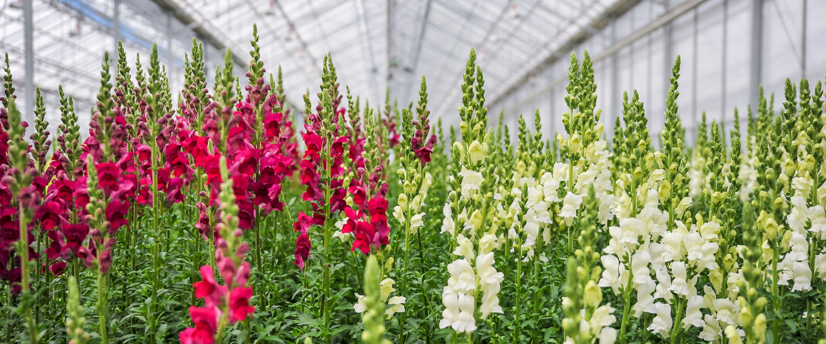 Red and White Snapdragons