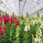 Rosa Flora Ltd.