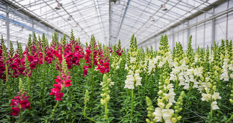 Rows of red and white snapdragons flowering in a greenhouse