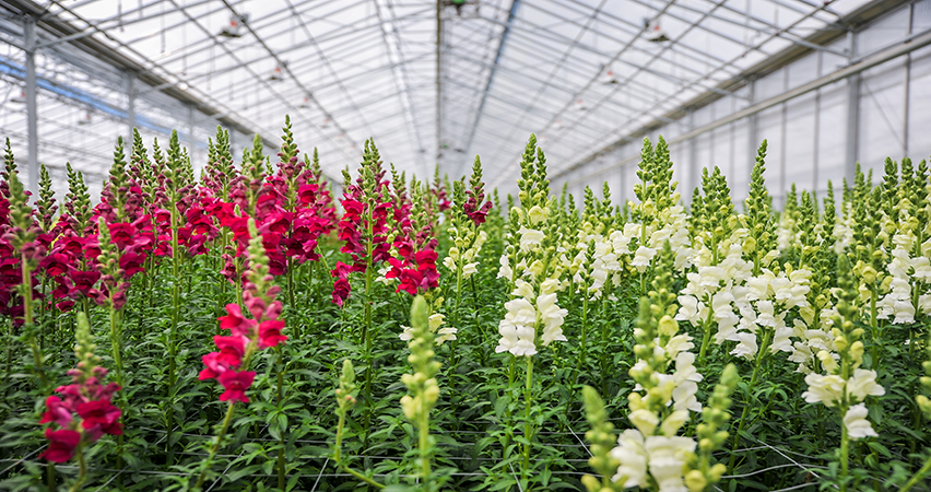 Rows of red and white snapdragons flowering in a greenhouse